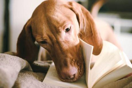 Dog with its nose in a book