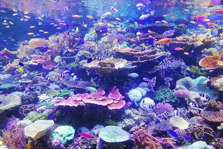 Coral in Nagoya Aquarium Japan