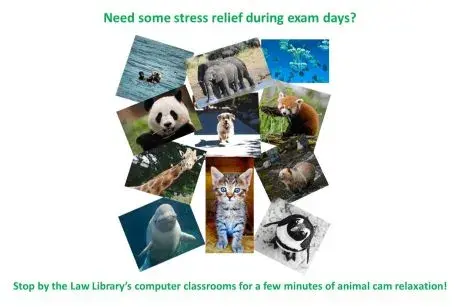 Pictures of animals to promote animal cam