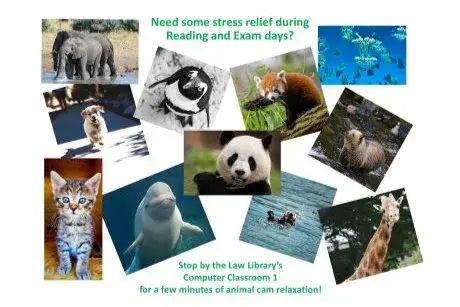 Collage of elephants, penguin, red panda, jelly fish, dog, panda, brown bear, cat beluga whale, otter, giraffe