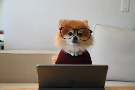 Dog with glasses sitting in front of a laptop computer
