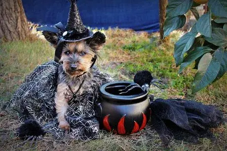 Yorkie dog dressed as a witch sitting next to a cauldron
