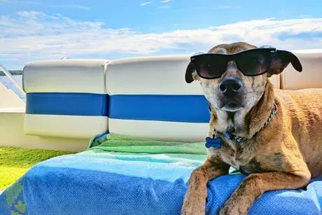 Dog wearing sunglasses while relaxing on a boat