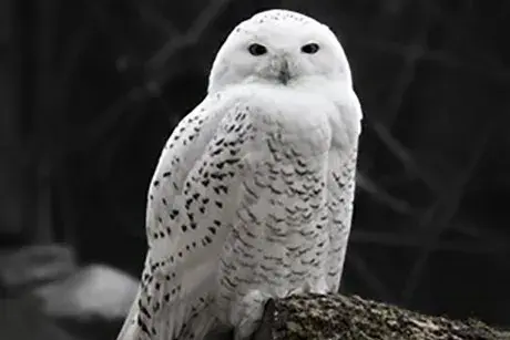owl