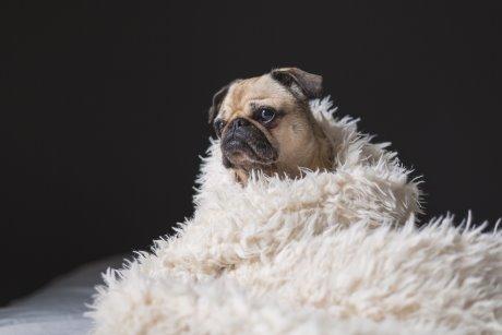 Dog wrapped in blanket