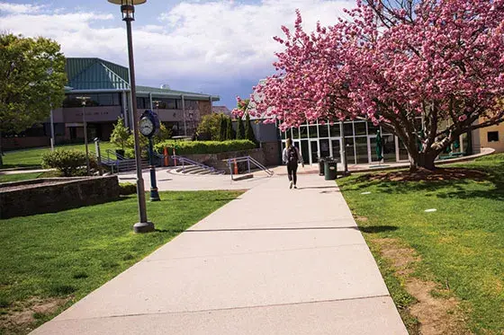 A pathway with grass on either side and a tree blooming with pink flowers