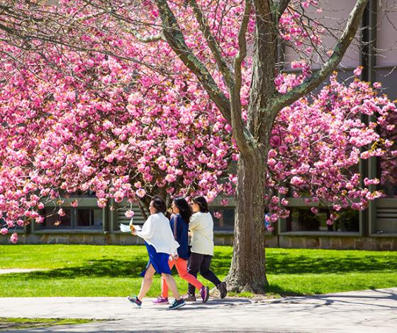 Women walking on campus in front of a tree with pink flowers
